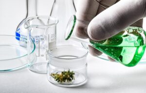 Cannabis Research Explodes