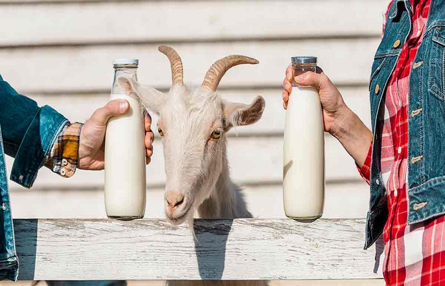 Goat vs. Cow Milk Formula for Baby Development