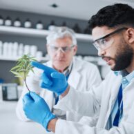 Science, cannabis and scientist with plant in laboratory for research, biology and study medicine. Healthcare, agriculture and men with weed or marijuana leaf for medical treatment, drugs or analysis.