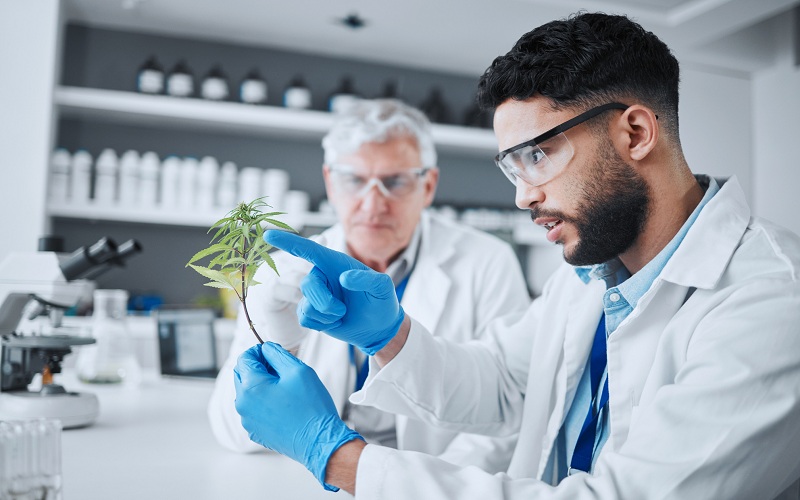 Science, cannabis and scientist with plant in laboratory for research, biology and study medicine. Healthcare, agriculture and men with weed or marijuana leaf for medical treatment, drugs or analysis.
